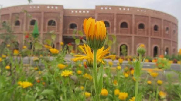 دانش گرلز سکول چشیتاں کی طالبات کی میٹرک بورڈ لاہور کے امتحانات میں امتیازی پوزیشن