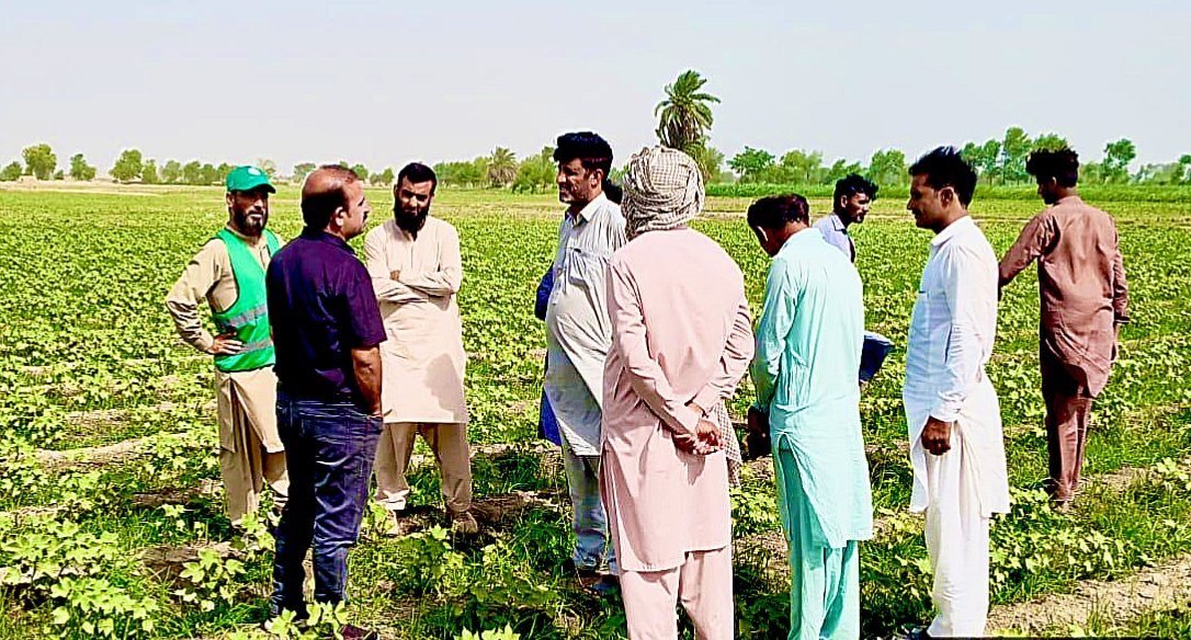 محکمہ زراعت کے زیر اہتمام کسانوں کو کپاس کی نیوٹریشنل اور پیسٹ مینجمنٹ کے متعلق اگاہی